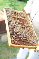 Working honey bees swarm on the beehive frame during hive inspection by a beekeeper or an apiarist at the apiary in summer