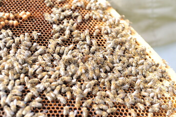 Working honey bees swarm on the beehive frame during hive inspection by a beekeeper or an apiarist at the apiary in summer