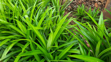 Pandan leaf plant background, smells good and can be used as natural food coloring 04