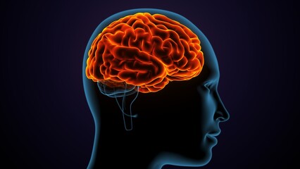 3d illustration of human female body organ(brain) anatomy.