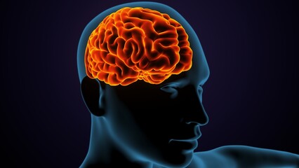 Obraz premium 3d illustration of human female body organ(brain) anatomy.