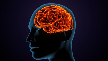 Obraz premium 3d illustration of human female body organ(brain) anatomy.