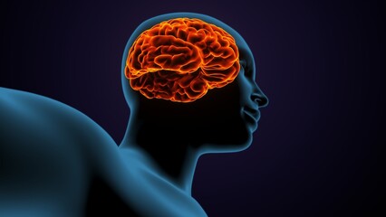 Fototapeta premium 3d illustration of human female body organ(brain) anatomy.