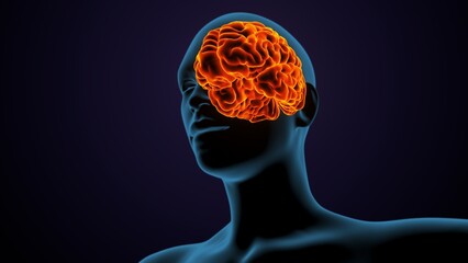 3d illustration of human female body organ(brain) anatomy