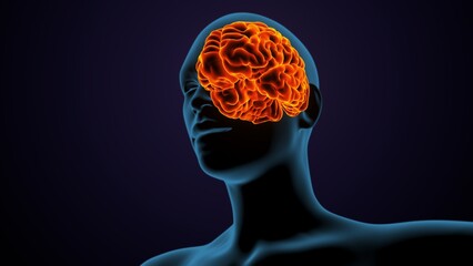 Obraz premium 3d illustration of human female body organ(brain) anatomy