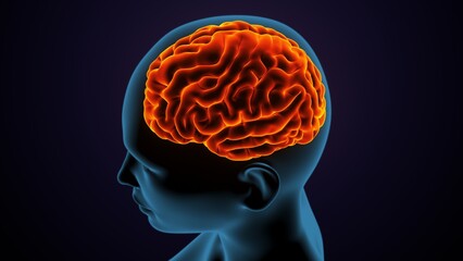 Obraz premium 3d illustration of human female body organ(brain) anatomy