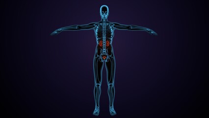 3d illustration of human female kindeys anatomy
