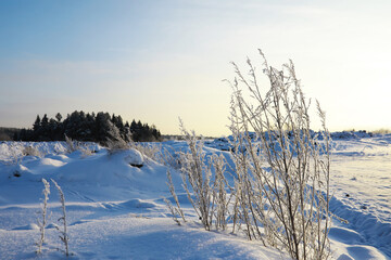 Winter snowy frosty landscape. The forest is covered with snow. Frost and fog in the park.