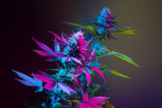Cannabis colorful background. Marijuana plants in purple and yellow color on dark background. Blooming medical marijuana bush in colored light. Beautiful cannabis art photo in futuristic trendy style