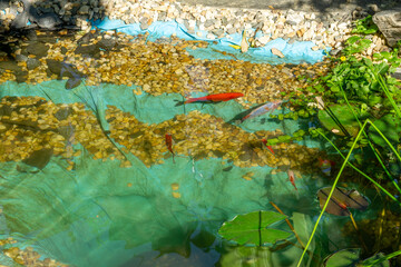 fish in the water garden