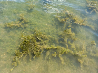 green Algae in the water 