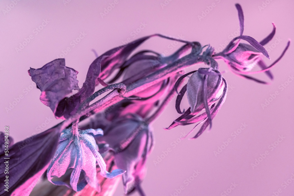 Poster close up faded flowers in the color light. beautiful plant minimal in neon light. minimalism retro s