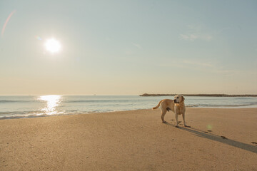 犬とビーチ
