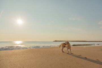 犬とビーチ