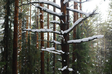 Winter snowy frosty landscape. The forest is covered with snow. Frost and fog in the park.
