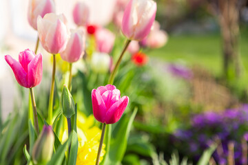 beautiful colored tulips in a flower bed in the garden, garden landscaping. Spring