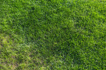 Lawn or lawn with mottling as a sign of lawn disease - the lawn is in poor condition and needs to be maintained