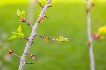 beautiful branch with young leaves against the background of a green lawn