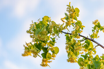 Linden yellow blossom of Tilia cordata tree (small-leaved lime, little leaf linden flowers or small-leaved linden bloom ), banner close up. Botany blooming trees with white flowers.
