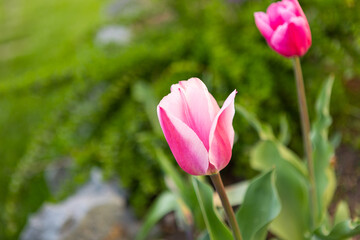 beautiful colored tulips in a flower bed in the garden, garden landscaping. Spring
