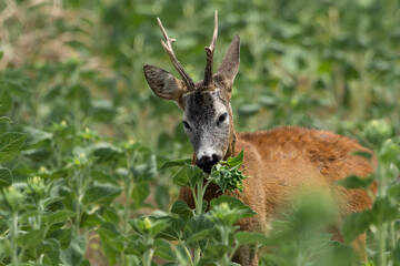 A roe deer eats a sunflower