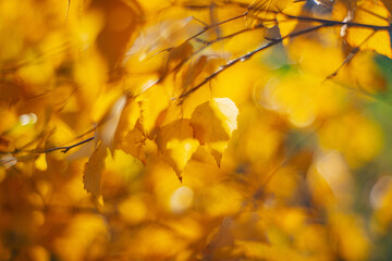 Fototapeta premium Autumn time - soft focus effect