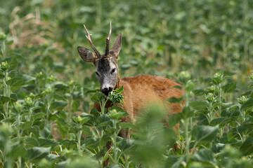 A roe deer eats a sunflower