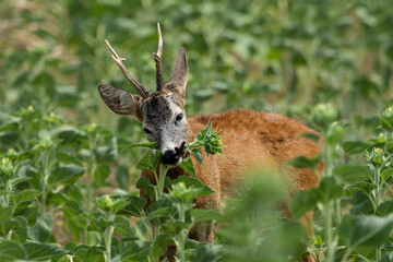 A roe deer eats a sunflower © predrag1