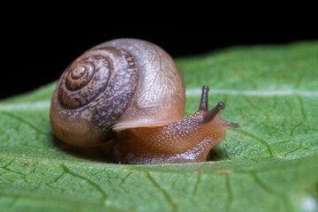 snail on a leaf