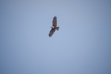 Eagle flying in the sky