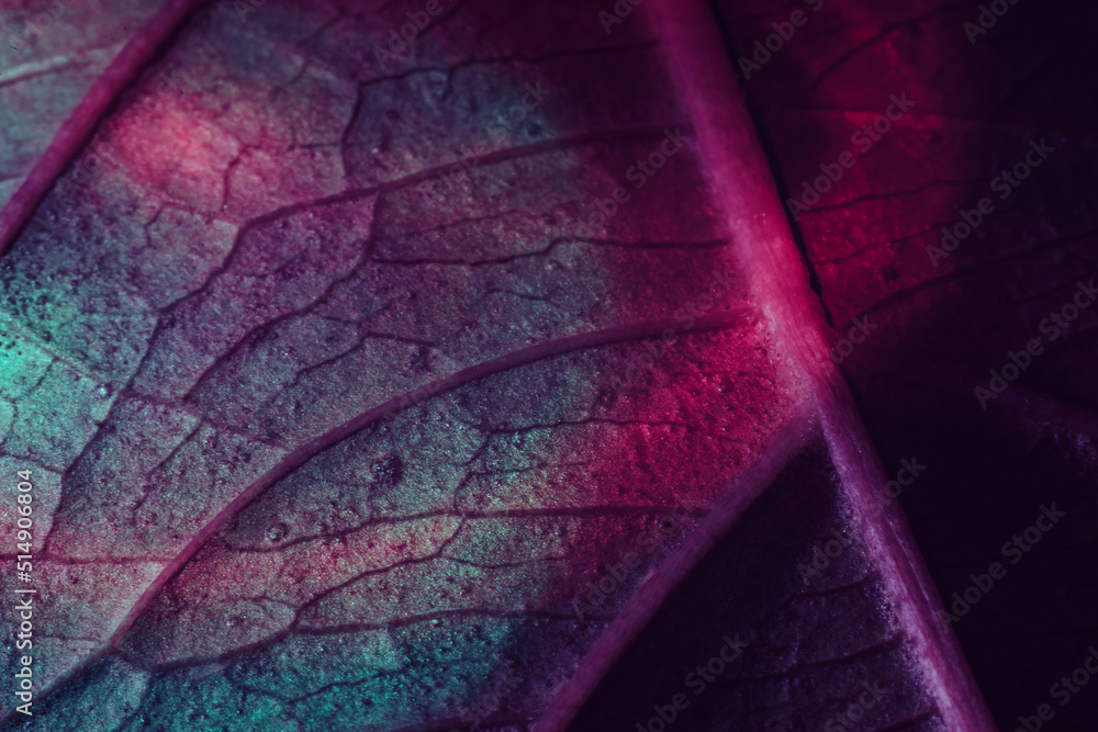 Poster close up beautiful abstract leaf in colorful light. minimalism modern style concept. black backgroun
