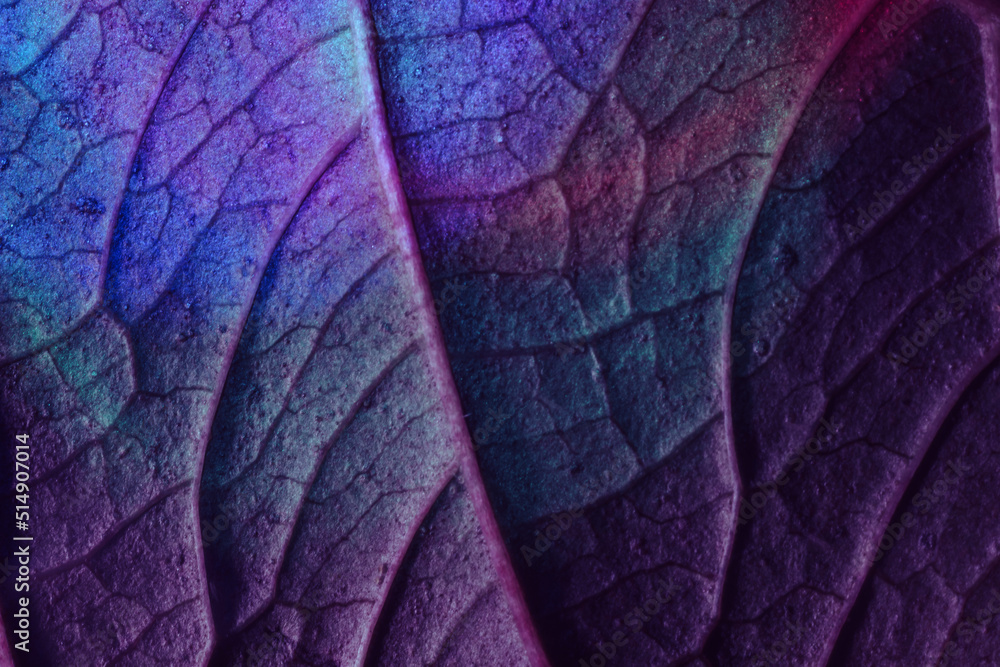 Poster close up beautiful abstract leaf in colorful light. minimalism modern style concept. black backgroun