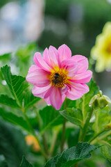 A bee is sitting on a large pink field flower. Pollination and nectar collection. The insect is hiding from the rain. Beauty is in nature.