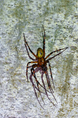 cave spider Meta menardi in damp basement
