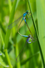 Two dragonflies Zygoptera mate, Odonata is an order of carnivorous insects, encompassing the dragonflies, Anisoptera, and the damselflies, Zygoptera