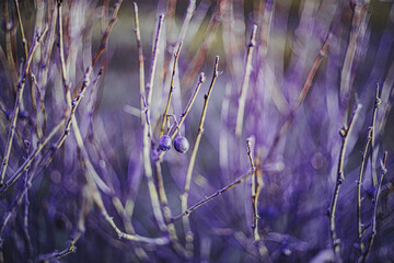 Autumn time - soft focus effect