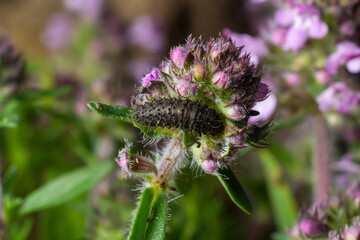 Vanessa Atalanta caterpillar on a thyme flower, in the natural environment
