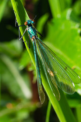 Male banded demoiselle damselfly, Calopteryx splendens. Stunning British insect portrait