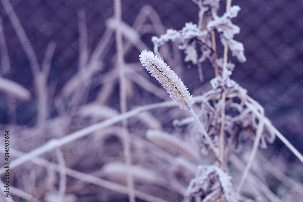 Aufkleber Beautiful frozen wild grass  of a wild greater. Nature background pattern texture for design.