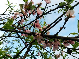 Enredadera de flores
ramas entrelazadas que contiene entre ellas unas hermosas sakuras rosadas con...