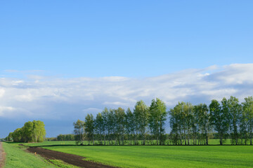 Green trees stand in a row on a green field under a bright blue cloudy sky on a summer sunny day