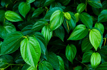 betel plant with green leaves that are blooming in the garden