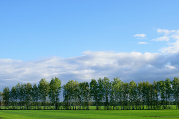 Green trees stand in a row on a green field under a bright blue cloudy sky on a summer sunny day