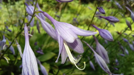 close up shot of a purple hosta flower in a garden