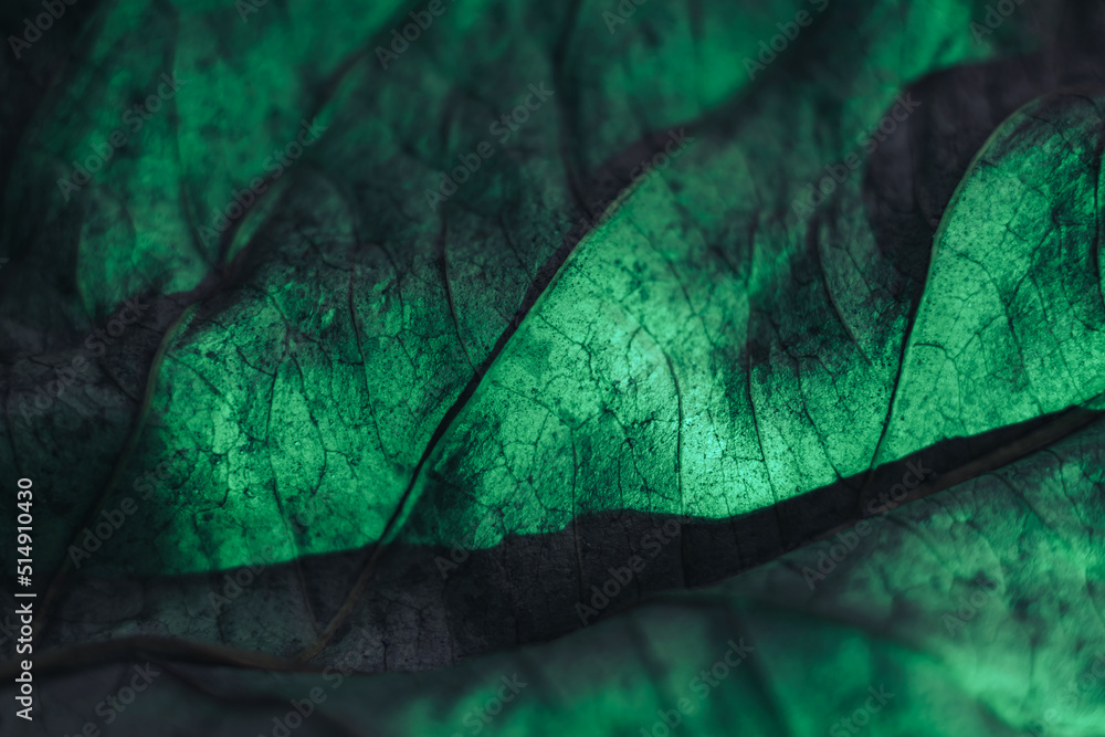 Poster close up beautiful abstract leaf in neon light. minimalism modern style concept. background pattern 