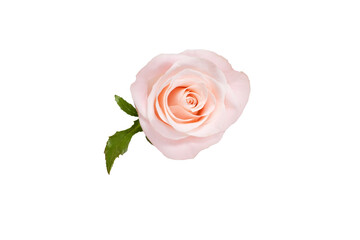Pink rose isolated on white background close-up top view.