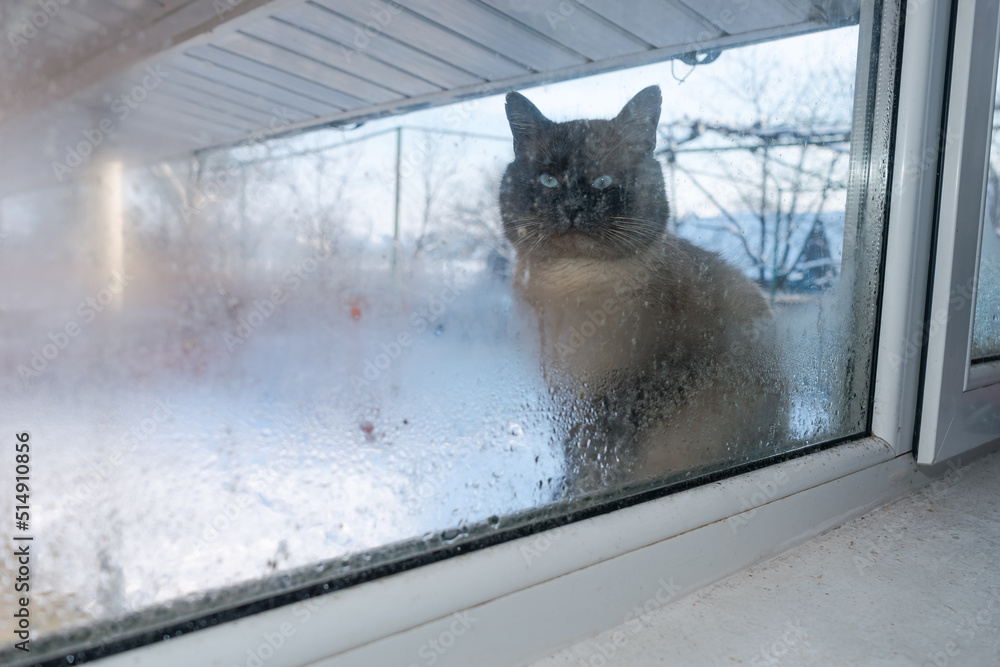 Poster frosty winter day. cat outdoor is looking through the window. .siamese cat. funny ears and eyes. bac