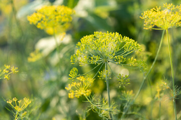 dill seeds in  garden