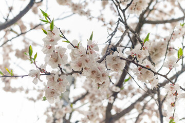White flowers on the branches of blossoming cherry and apple trees against the background of the spring sky