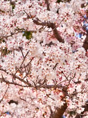 満開の桜